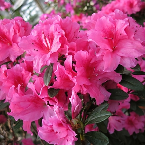 Azalea FlorAmore Pink